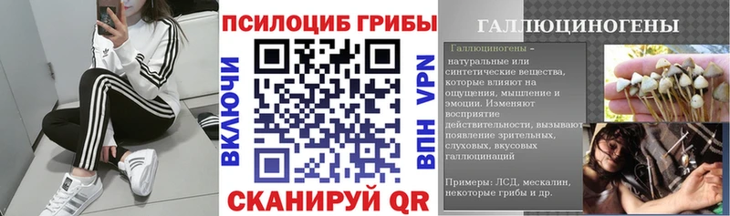 Галлюциногенные грибы Psilocybe  купить  сайты  Курчалой 